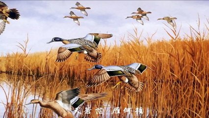 《鸿雁》 降央卓玛 Jamyang  （内蒙民歌） 江水长 。 秋草黄