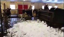 Des vaches pètent les plombs devant la neige ...