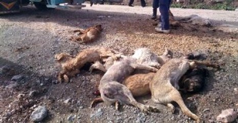 Bursa'da 84 Sokak Köpeği Zehirli İğneyle Öldürüldü!