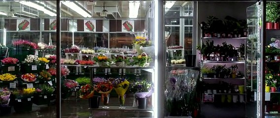 Фокус 2015 на торрентино