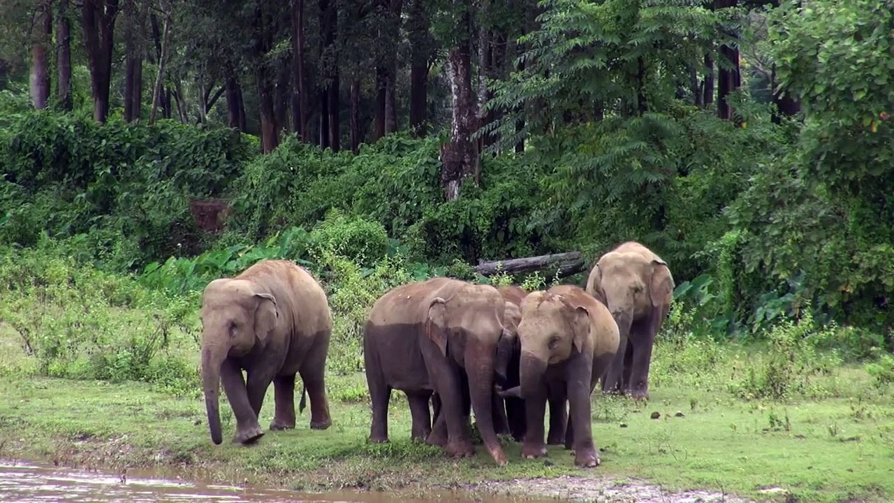 Mahout duty