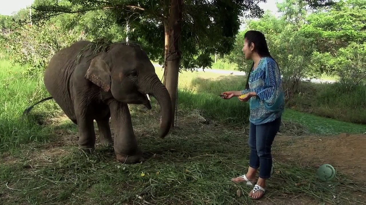 Roam free elephant