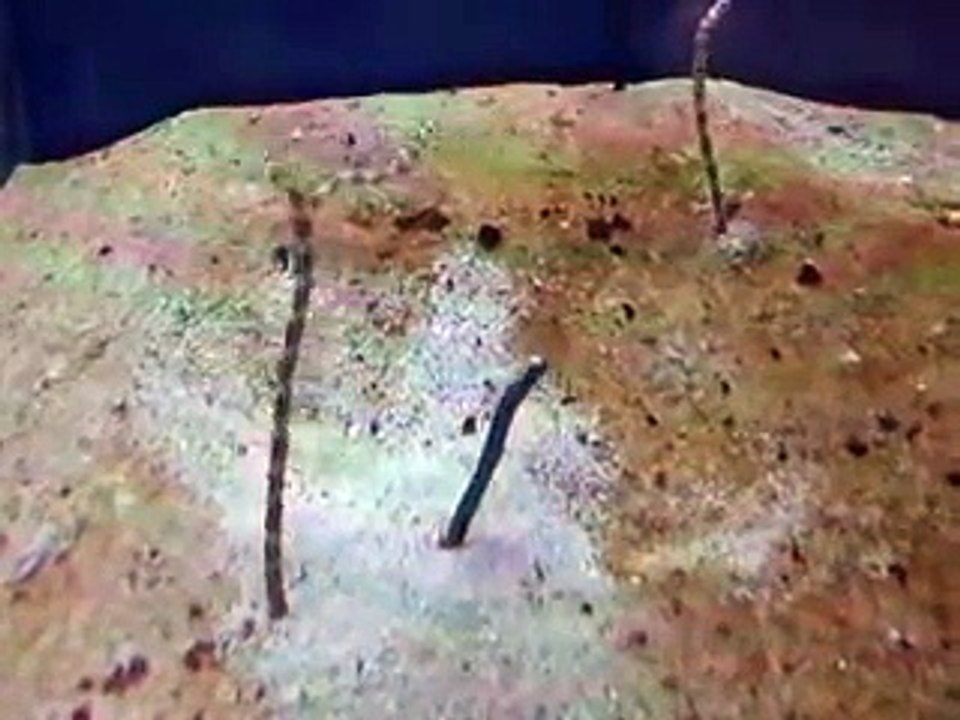 The digging fishes in Japan Aquarium Video sea water marine deep sea worm