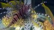 The scorpionfishes in Japan Aquarium Video sea water marine deep sea rare ocean
