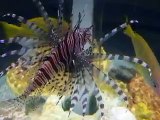 The scorpionfishes in Japan Aquarium Video sea water marine deep sea rare ocean