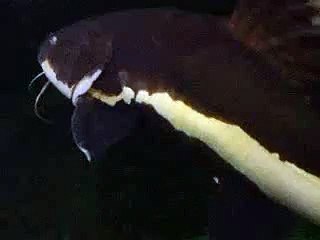 The giant Catfish in Japan Aquarium Video sea water marine deep sea creature