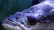 The giant pirarucu in Japan Aquarium Video sea water marine deep sea fish