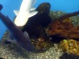 The white Catfish in Japan Aquarium Video sea water marine deep sea amazon
