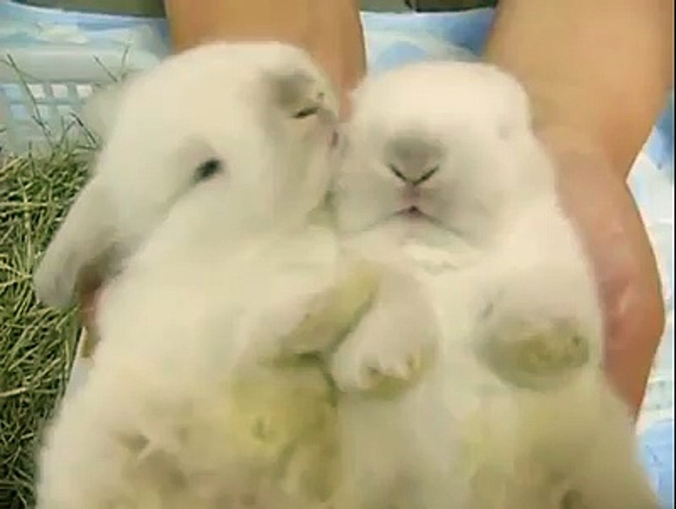 ♥ LoVe ♥