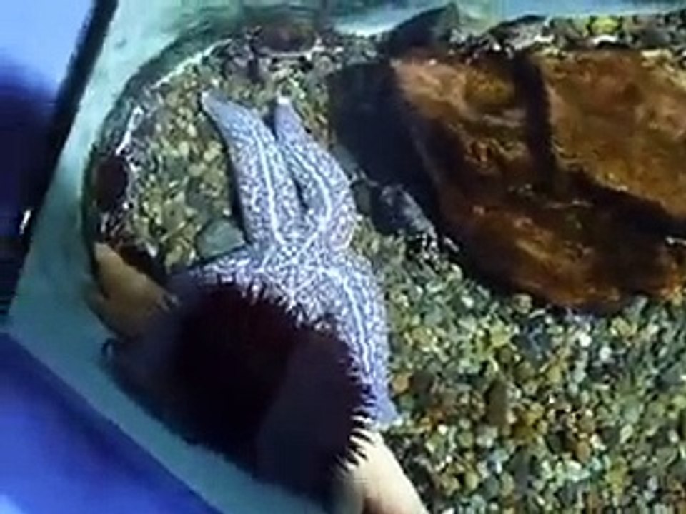 Touching the Shellfish (video  fish water marine deep sea pet beach)