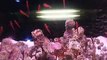 The giant star fish in the Aquarium Video sea water marine deep sea