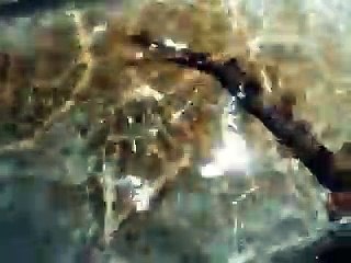 I captured the mini shark 2 in the Aquarium Video sea water marine deep sea