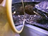 The green turtle VS mirror in the Aquarium Video sea water marine deep sea