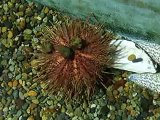 The Sea urchin and star fish in the Aquarium Video sea water marine deep sea