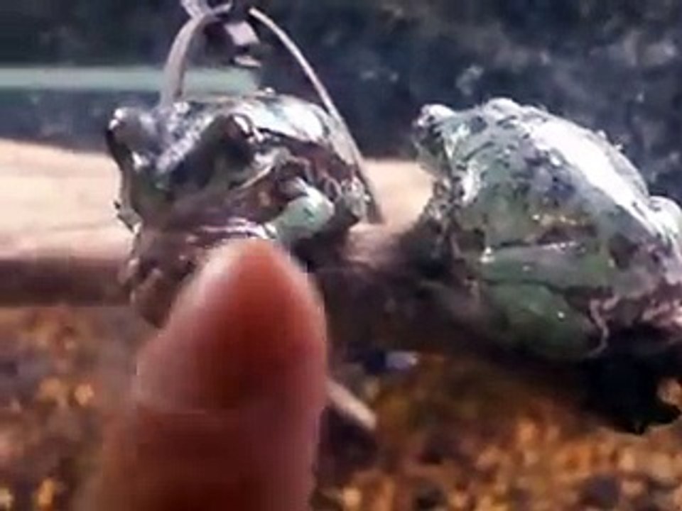 very cute green frogs in the Aquarium Video sea water marine deep sea toad