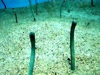 Amazing! The digging eel in the Aquarium Video sea water marine deep sea fish