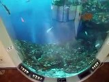 The crystal fish tower in the Aquarium Video sea water marine deep sea