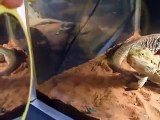 The sand lizard VS mirror in the zoo Video sea water marine deep sea animal