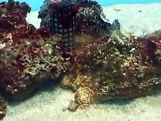 which is the fish  the stone fish in the Aquarium Video sea water marine deep sea