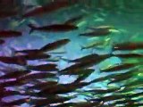 Amazing! The galaxy of million sardines Video sea water marine deep sea 2
