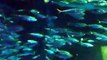 Amazing!The mysterious fish tunnnel in the Aquarium Video sea water marine deep sea 2