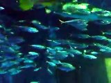 Amazing!The mysterious fish tunnnel in the Aquarium Video sea water marine deep sea 2