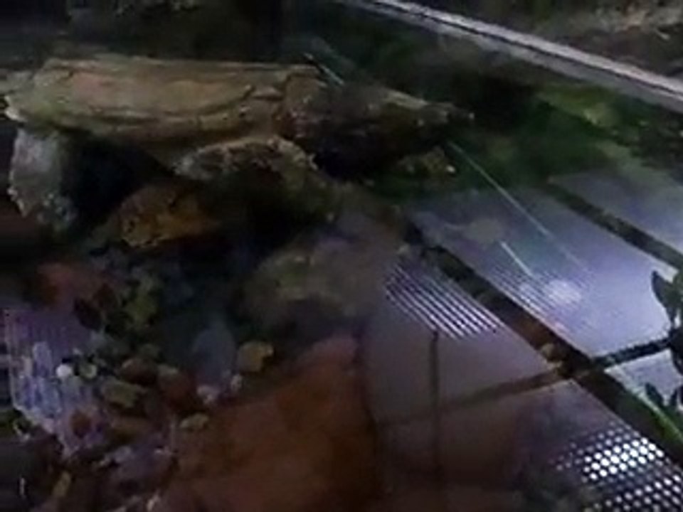 The alligator snapping turtle in the Aquarium Video sea water marine deep sea