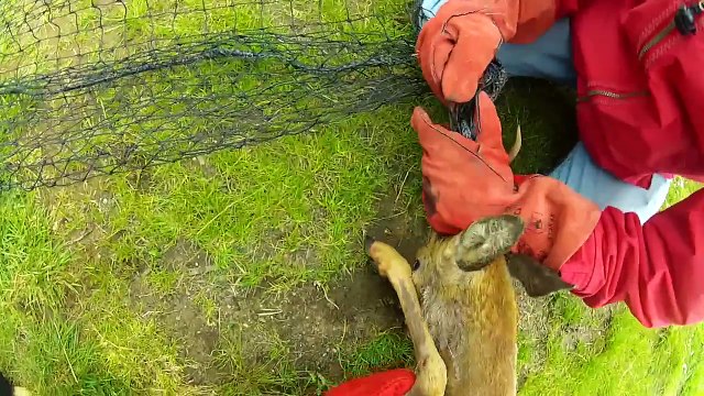 Deer rescue - Wildlife rescuers exhausted