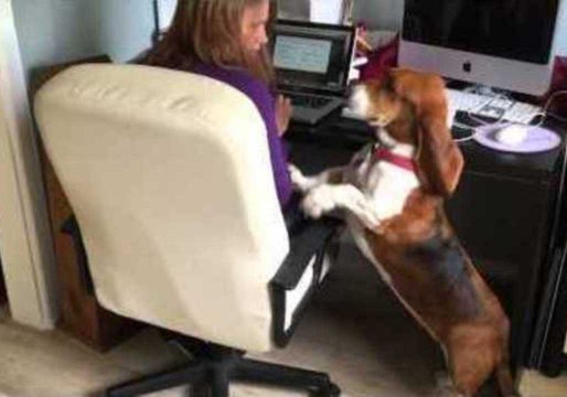 Pushy Basset Hound Demands Attention
