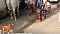 Awesome kick by dangerous cow bakra eid 2014