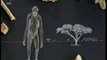 Origenes de la bipedestacion: Lucy (Australopithecus afarensis)