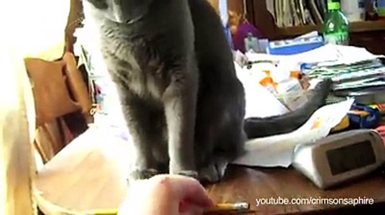 Cats are Naughty