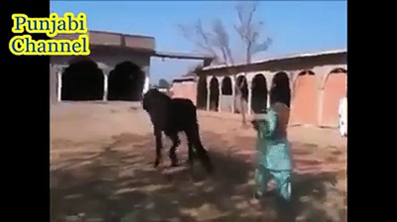 واہ گھوڑا واہ