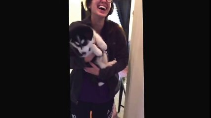 Husky yavrusunun konuşma çabası