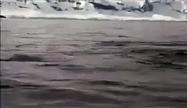 A group of Killer Whales circling their boat. Suddenly they noticed something in...