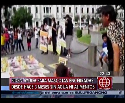 Cinco perros y 20 gatos podrían ser sacrificados por abandono [VIDEO]