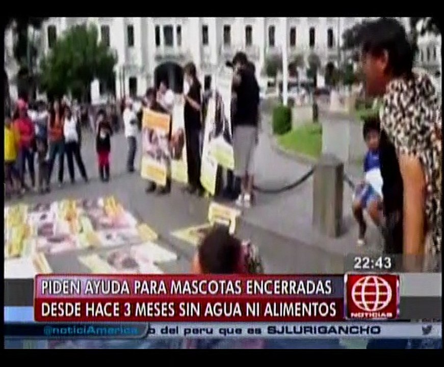 Cinco perros y 20 gatos podrían ser sacrificado...