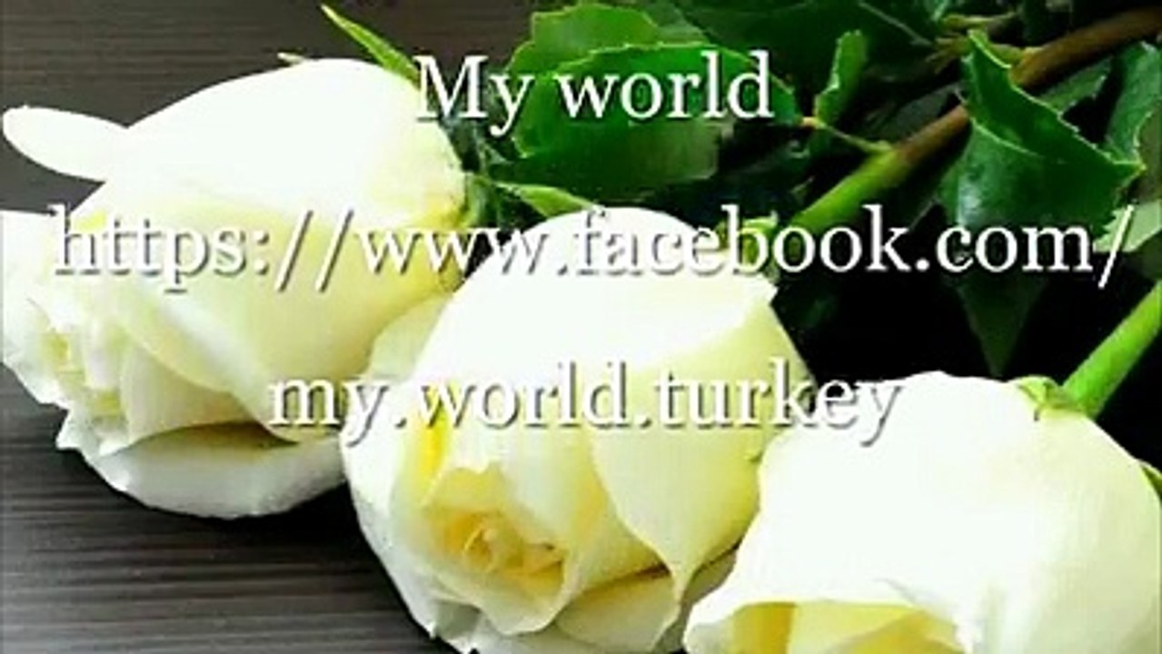 ♥♥.. White Roses For You ..♥♥