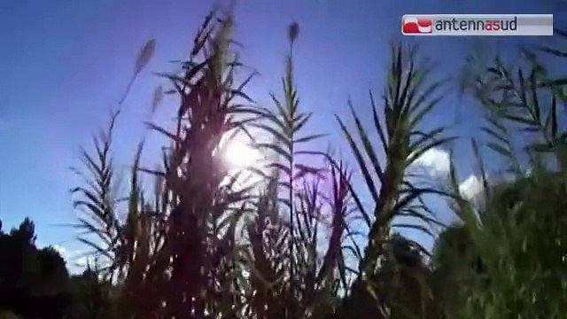 TG 25.02.15 Made in loco , progetto per valorizzare le ceramiche di Grottaglie e Laterza