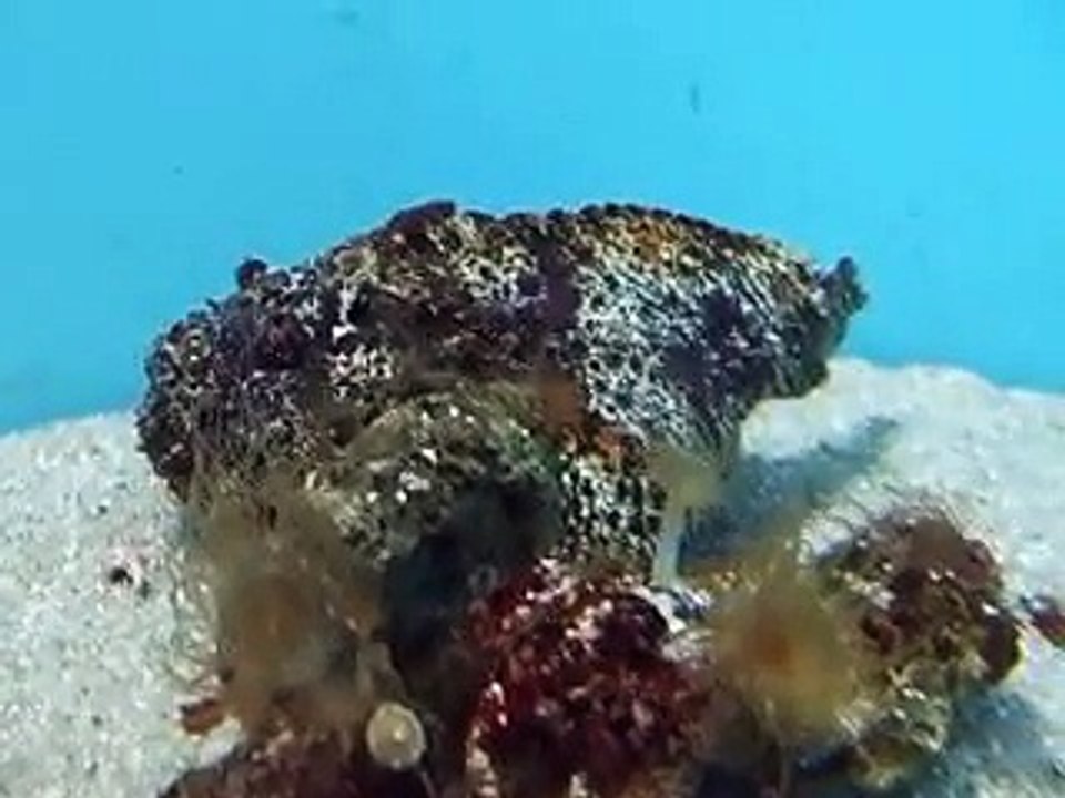 which is the fish  the stone fish in the Aquarium Video sea water marine deep sea 2