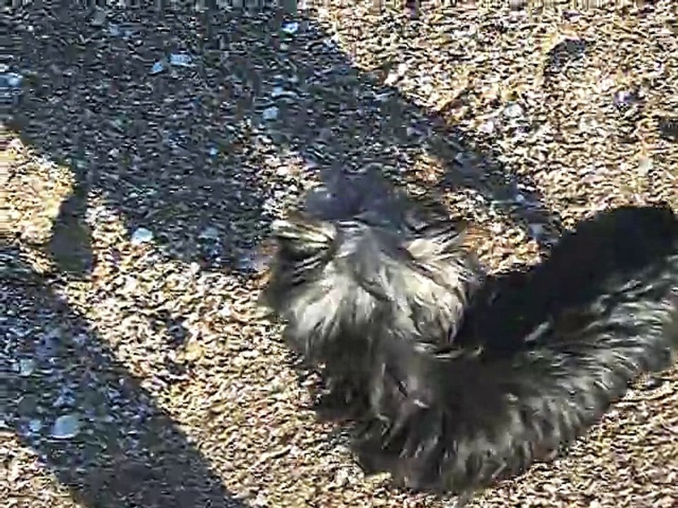 JERRY se promène sur la plage, en liberté...