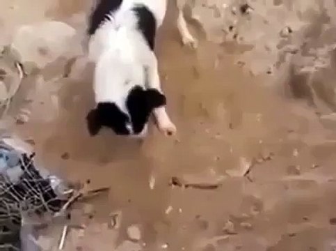 اللہ و اکبر - جانوروں میں بھی احساسات ہوتے ہیں ۔ دیکھیں ایسی ہی ایک ویڈیو