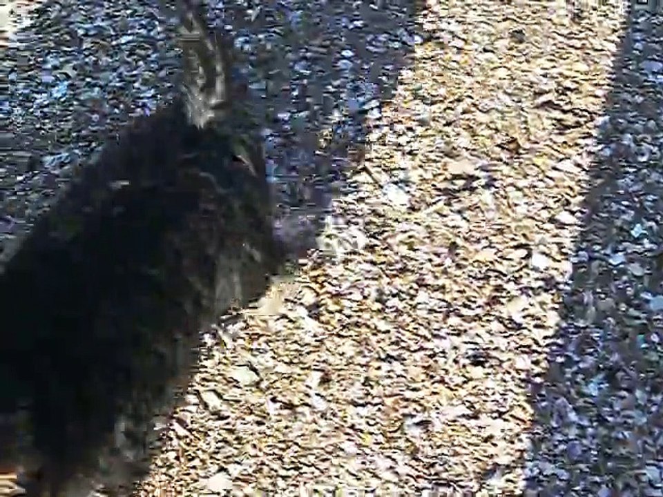 JERRY sur la plage.....17 février 2015