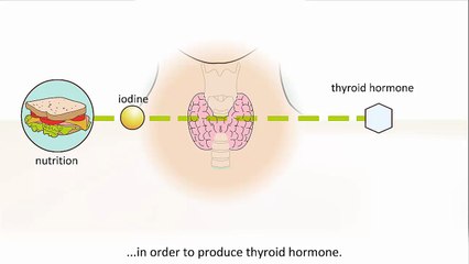 What Is The Thyroid? From ThyroidSecret.com