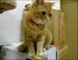 Cat goes crazy because of the Automatic Feeder... Hilarious pet!