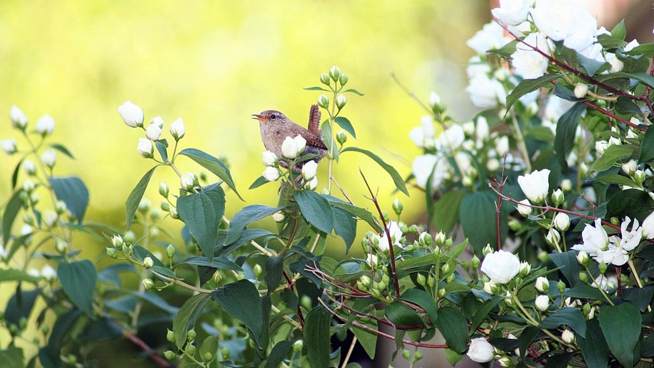 Nature Sounds - Relaxing Birdsong - Dawn Chorus