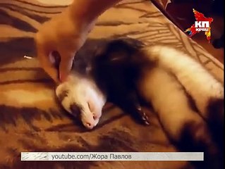 Furet dans un sommeil profond lol