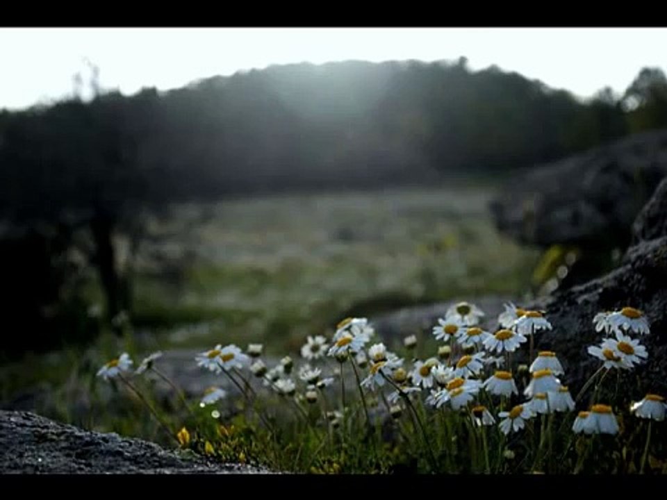 Müge Sarıkurt  ♫♥♪ Sen Hiç mi Bahar Görmedin ♫♥♪ (Şiir -Tunay Bozyiğit)