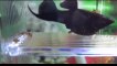 wao amazing a black fish giving birth,subhan ALLAH,infoprovider
