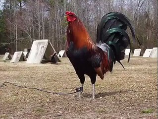 ﮬﺎﮬﺎﮬﺎ ﺭﻭﻧﮓ ﻧﻤﺒﺮ ﻭﺍﻟﯽ ﺑﯿﻮﯼ ﺑﮩﺖ ﻣﺰﮮ ﮐﯽ ﻭﯾﮉﯾﻮ ﺩﯾﮑﮭﯿﮟ